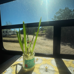 picture showing how to Regrow Green Onions at Home