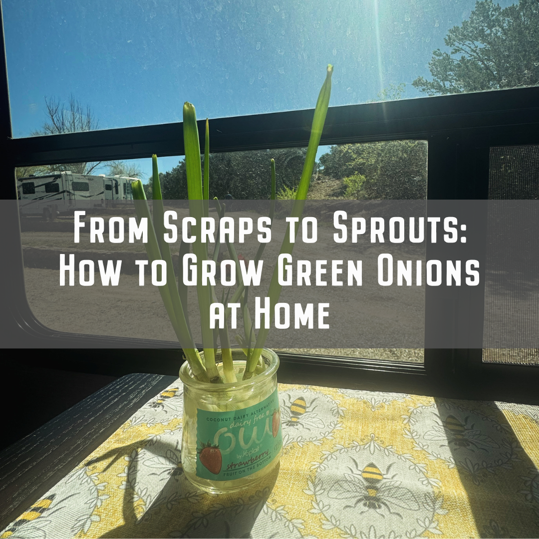 From Scraps to Sprouts: How to Grow Green Onions at Home cover image